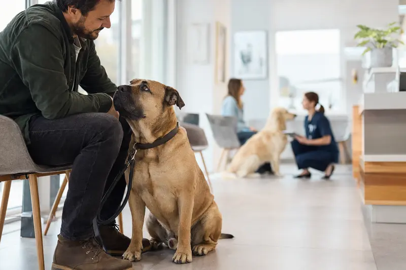 Ein Ca de Bou Hund sitzt ruhig neben seinem Besitzer im hellen Wartezimmer einer modernen Tierarztpraxis.